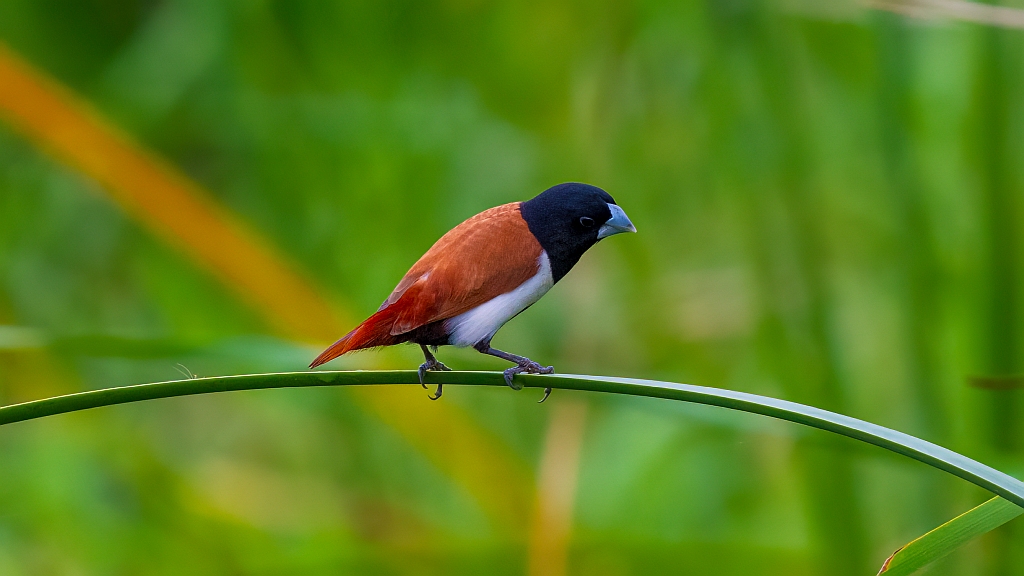 Black-headed Munia